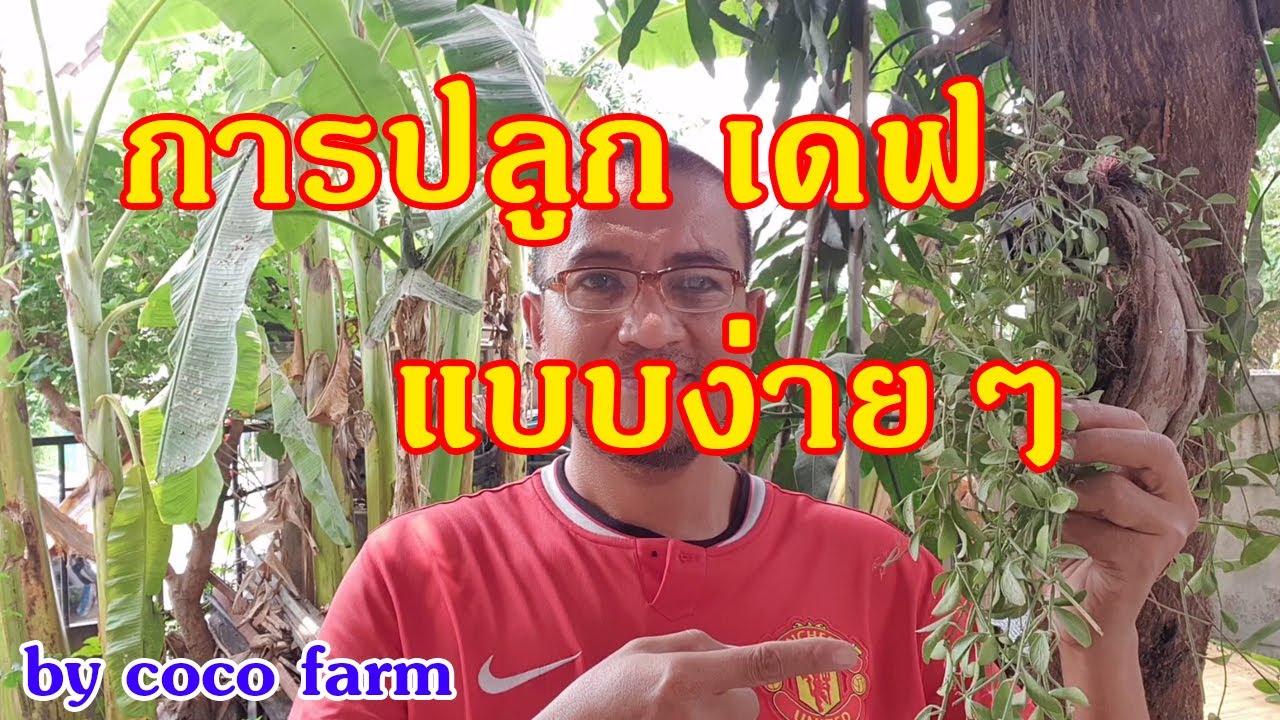 การขยายพันธุ์เดฟ ให้ฟื้นคืนชีพใหม่ ทำได้ง่ายๆ 