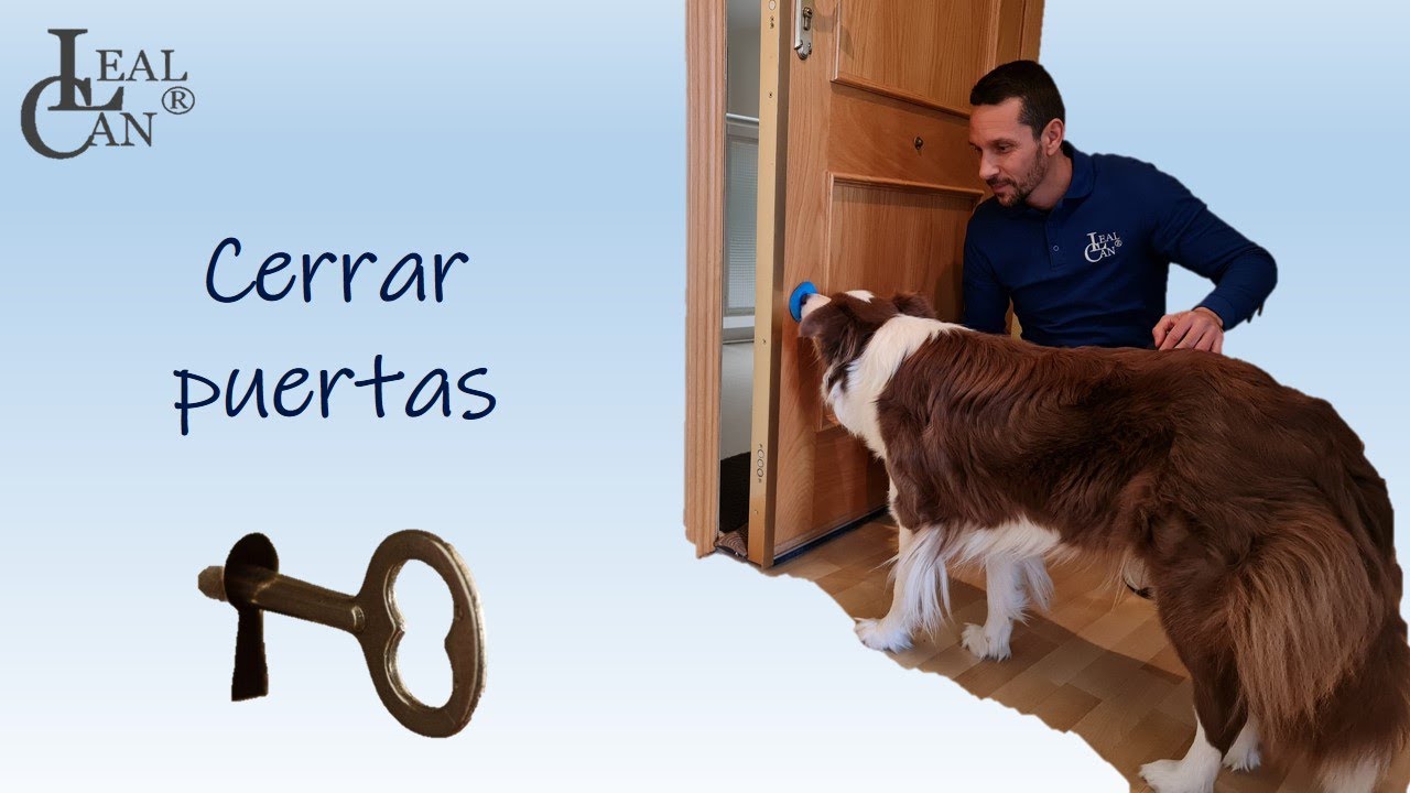 Enseñar a un perro a cerrar puertas | LealCan Adiestramiento