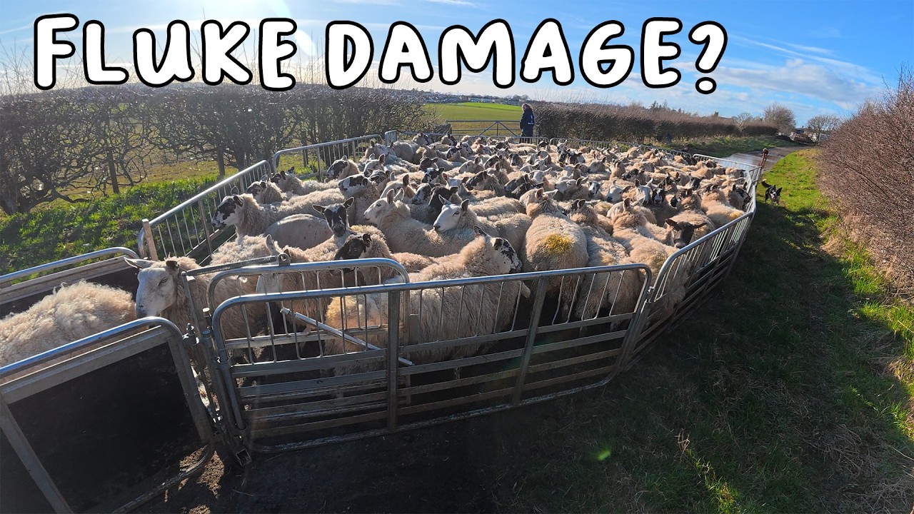 Our worst batch of ewes come in for scanning.. and we have more lambs!