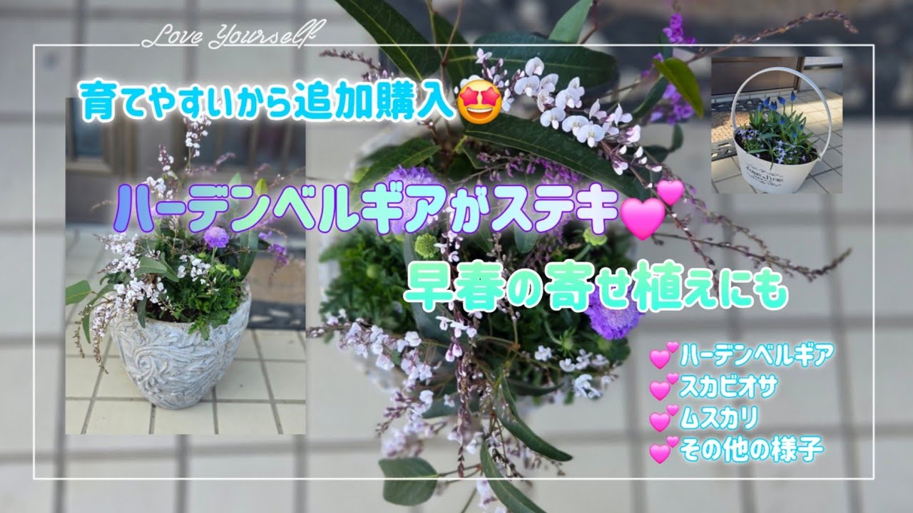 💜パープル&ブルー系の花で【早春の寄せ植え】その後も育てられる素敵な花です🥰