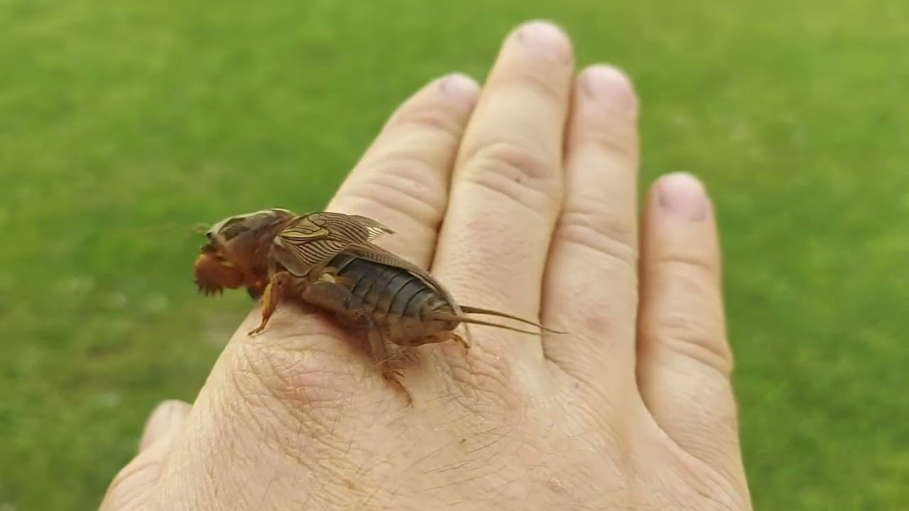 Mole cricket sings on my hand...#mole #cricket #molecricket #bugs 