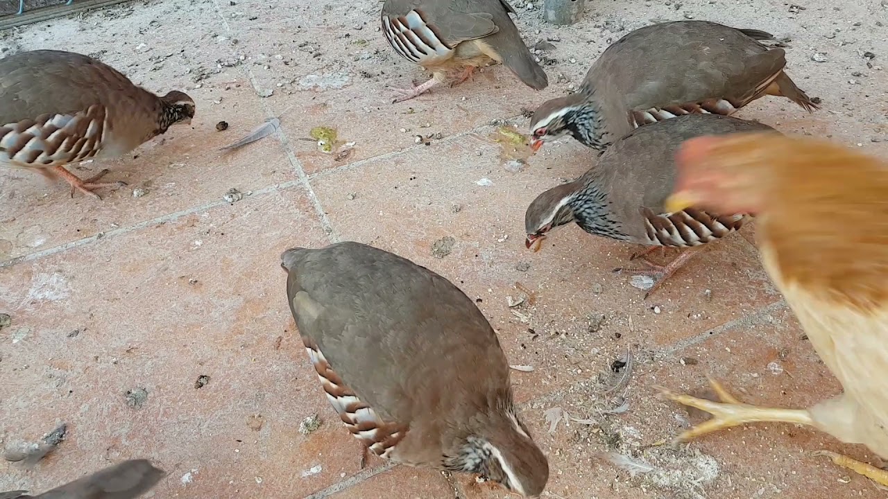 Cría de perdiz con gallina 16ª parte :  Seguimiento