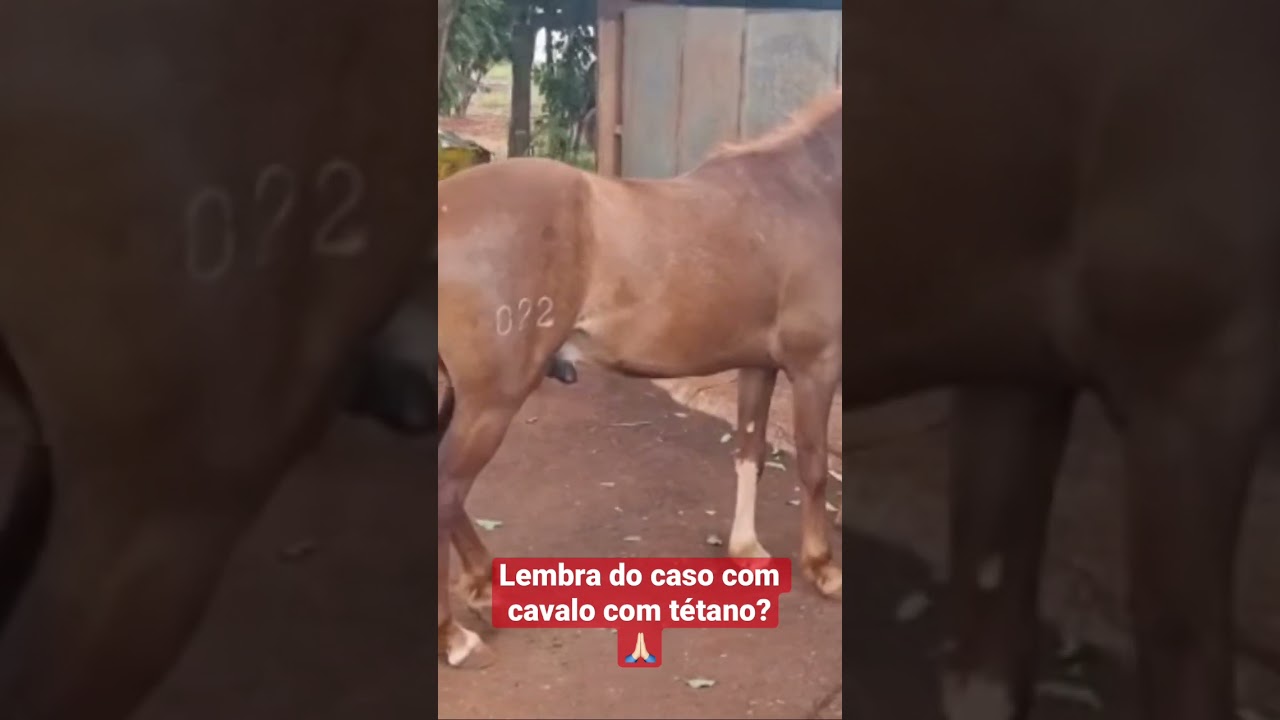 Postado aqui e um dos v&iacute;deos mais vistos, o cavalo com t&eacute;tano passa bem ! 🙌🏻