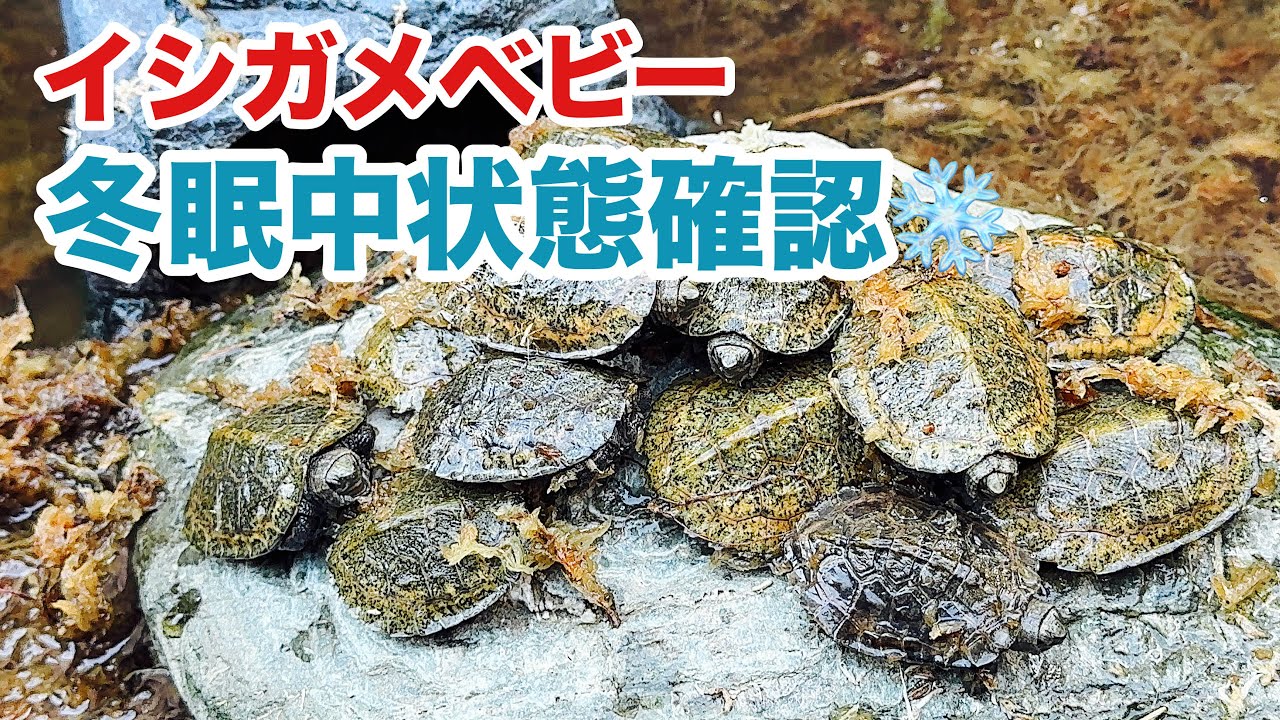 冬眠中のカメ状態確認、チェックポイントなどを解説！