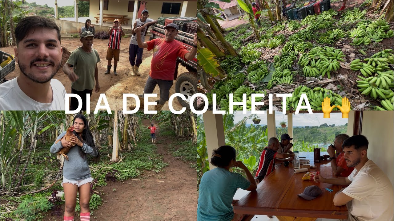 GRANDE COLHEITA DO NOSSO SÍTIO DE BANANA🤩por quanto vendemos mil bananas aqui no sítio? Vejam 