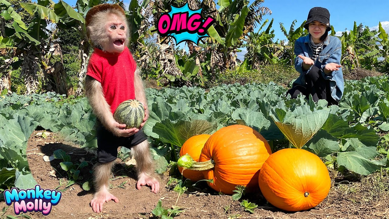 A Busy Morning with Monkey Molly as She Invites Mom to Harvest Pumpkins