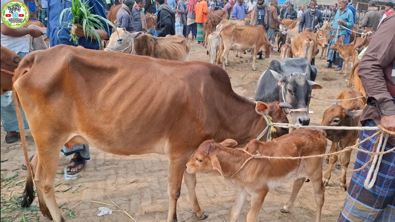 আজ ২/২/২৬ | ৬০ হাজার থেকে কমদামের মধ্যে বাছুরসহ গাভী গরুর দাম জানুন | আমবাড়ী হাট 
