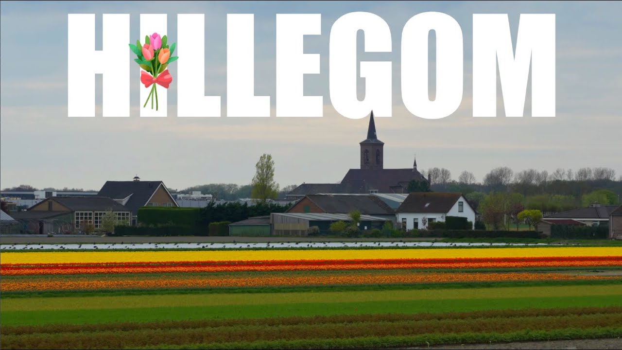 How to see Tulips of Holland in Spring while in Amsterdam. Hillegom - Hidden Dutch Flower Region 🇳🇱🌷