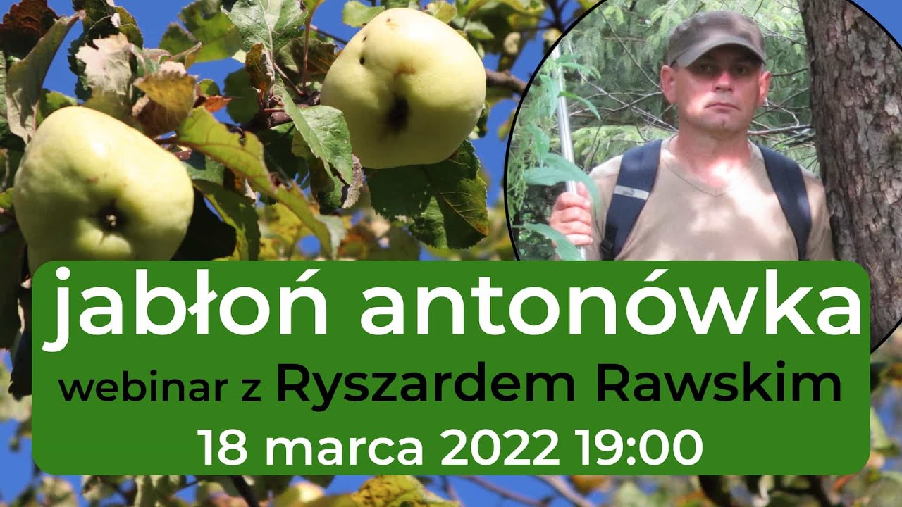 Jabłoń Antonówka - drzewo na 100 lat (webinar z Ryszardem Rawskim z Ogrodu Botanicznego w Powsinie)