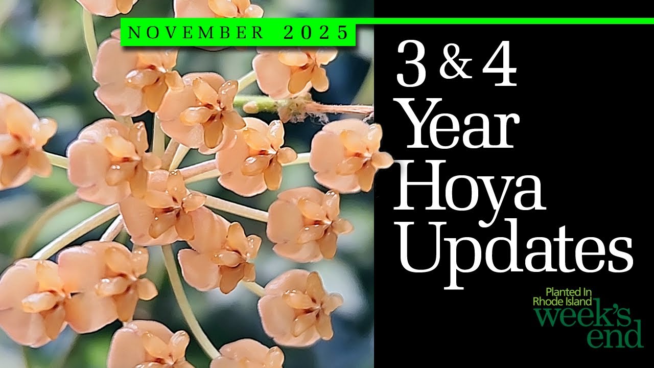 ОБНОВЛЕНИЯ HOYA ЗА 3 И 4 ГОДА | Кожа Callistophylla, кожа Carnosa, кожа Obovata, кожа Griffithii ...