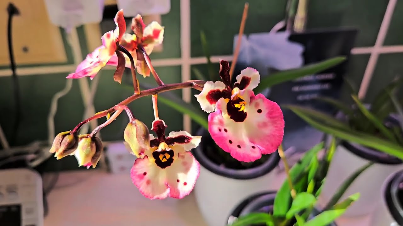 Tolumnia Blooms and Tips + New Phals.  Indoor Orchid Tour, Nov 2024  #orchid #plants