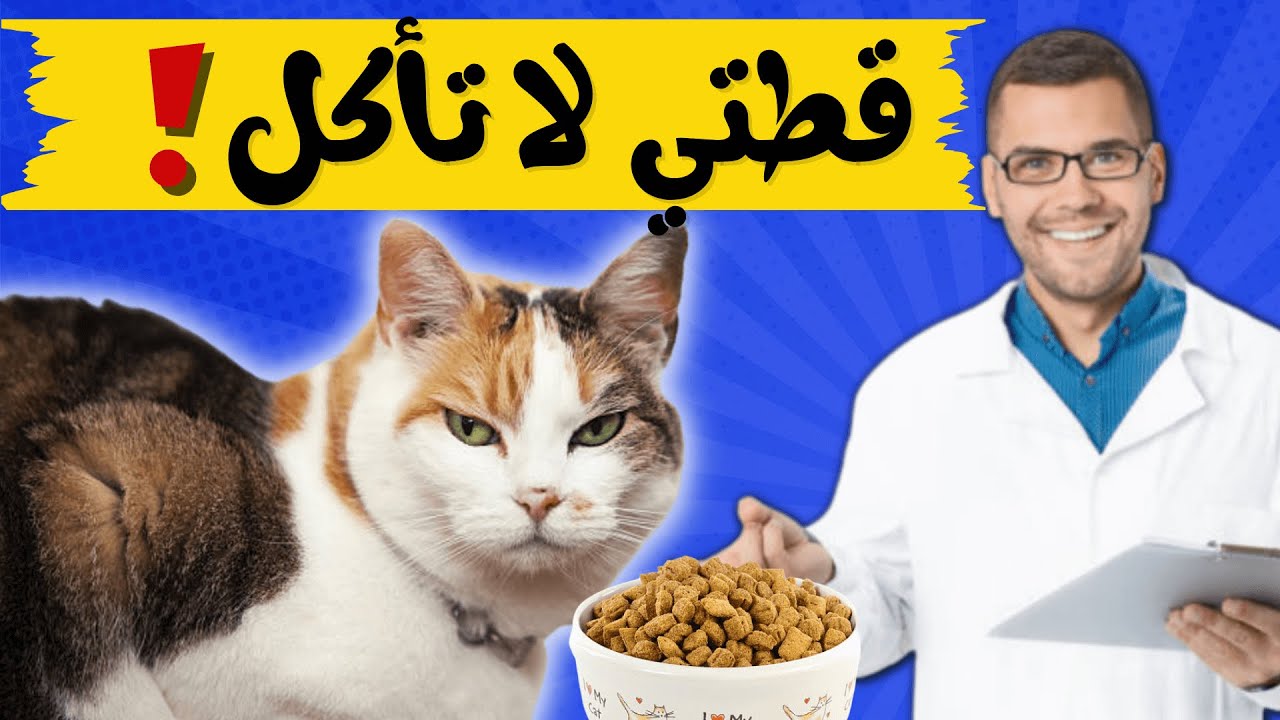 علاج فقدان الشهية عند القطط|فقدان الشهية عند القطط