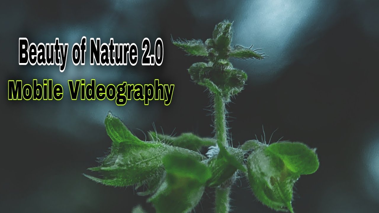 Beauty of Nature 2.0 | 4K Video | Nature Love | HD Video | Relaxing Music 🎶 #nature #vibe #love #bgm