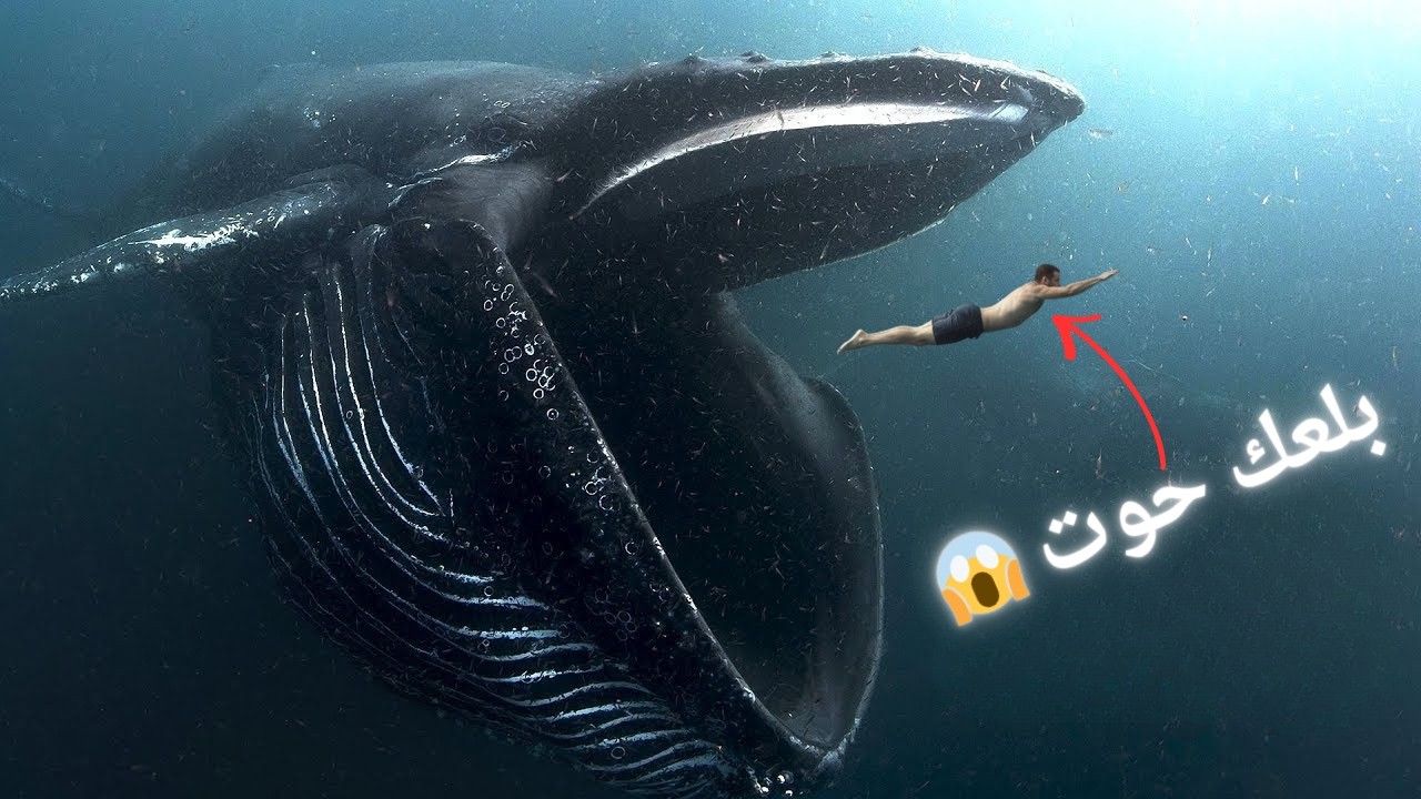 هيحصل ايه لو بلعك حوت ؟😱