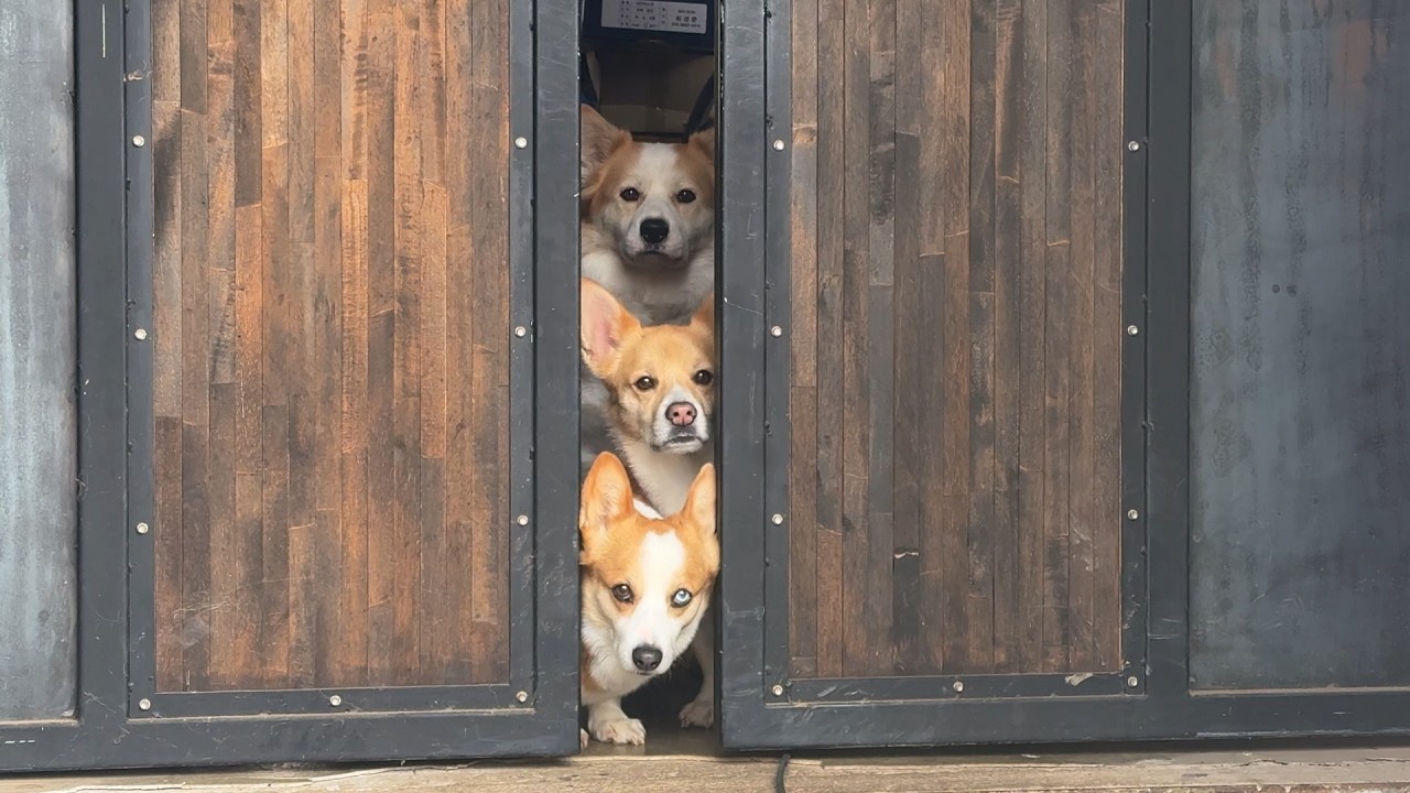 먼지처럼 떠돌며 개3마리와 차박 생활