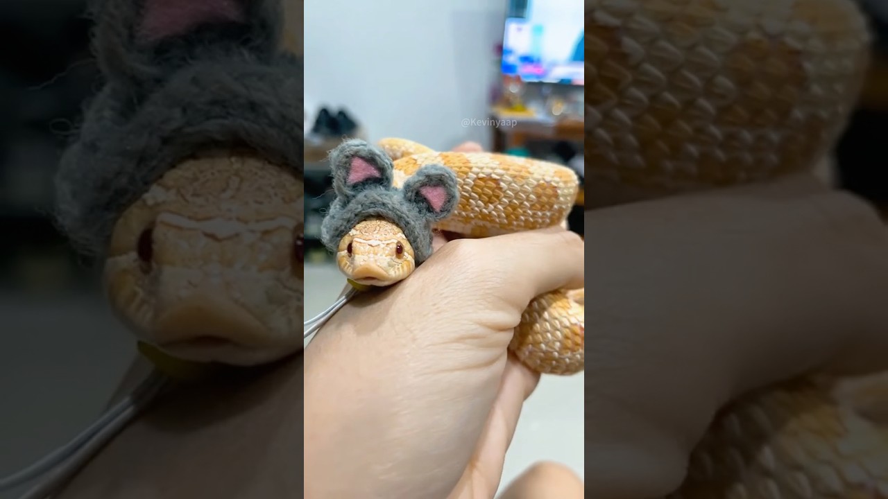 &ldquo;The hognose snake that loves to play dead&rdquo;#pets #cute #shorts #snake #animals #youtubeshorts