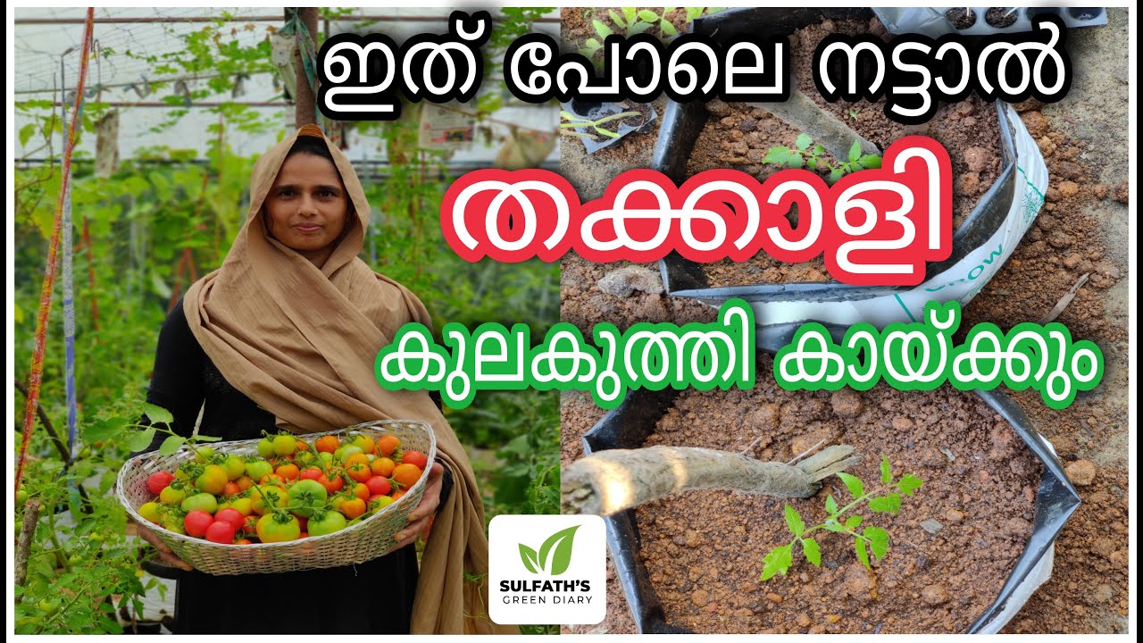തക്കാളി കുലകുത്തി കായ്ക്കാൻ ഇത് പോലെ നട്ടാൽ മതി | Tomato Cultivation tips Malayalam | തക്കാളി കൃഷി |