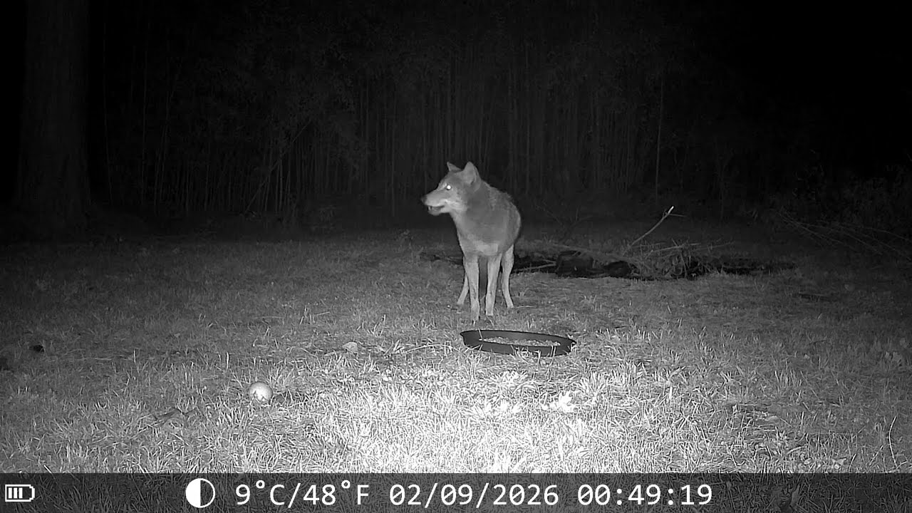 Skittish Coyotes Steals All My Foxes Food
