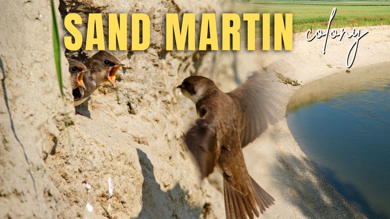 Sand Martin (Riparia riparia) colony