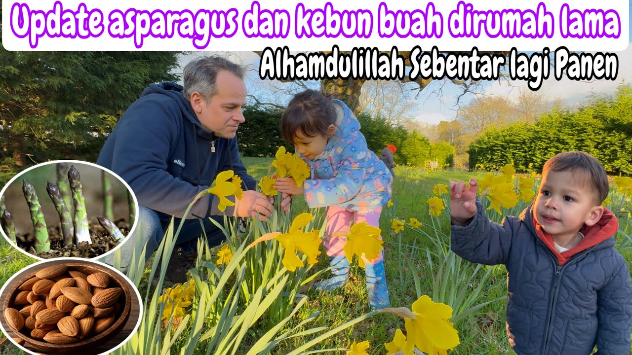 UPDATE ASPARAGUS DAN KEBUN BUAH DIRUMAH LAMA || ALHAMDULILLAH SEBENTAR LAGI BISA PANEN 