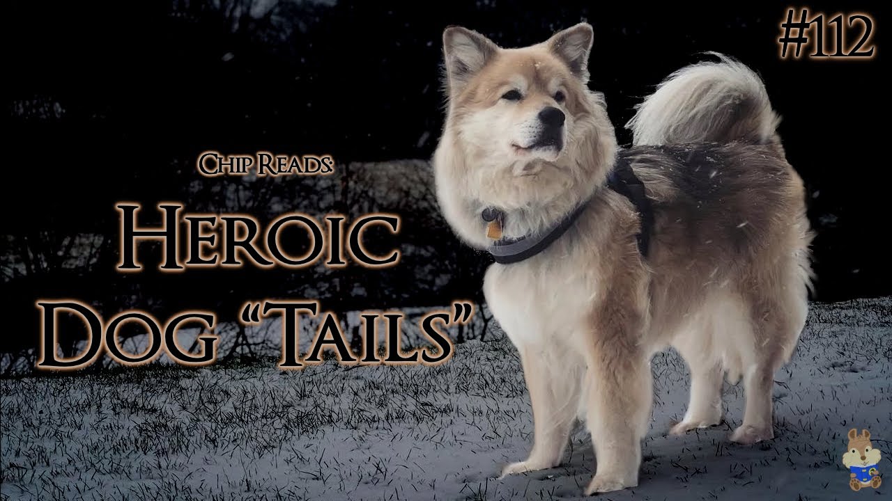 Four TRUE Heroic Dog 