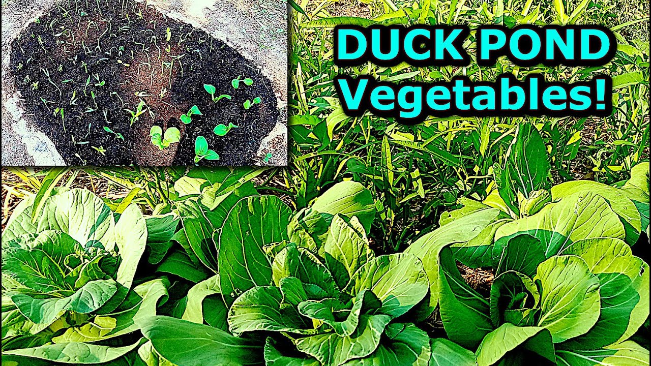 Growing Vegetables in an Old Duck Pond | Rural Thailand