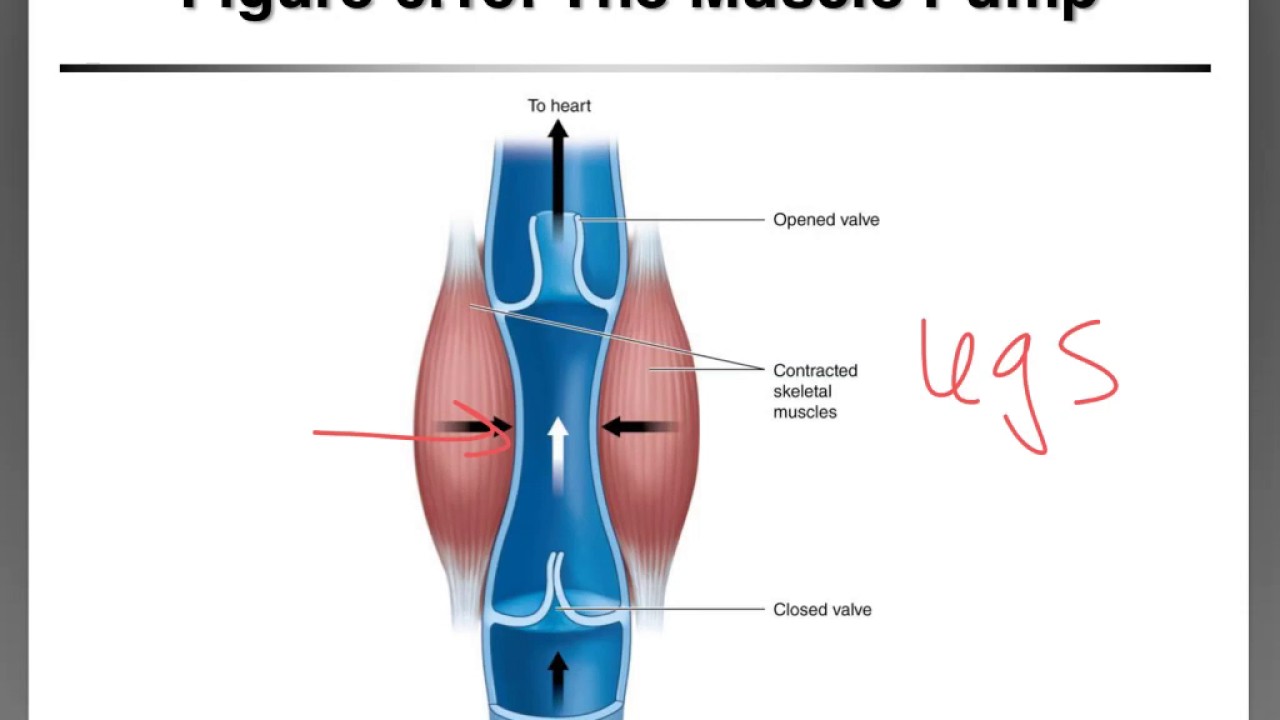 Venous Return