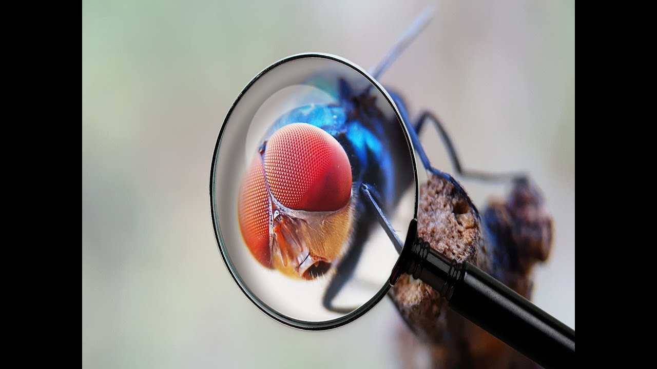 Fotografi Makro Hp dengan Lensa Makro Ekstrim