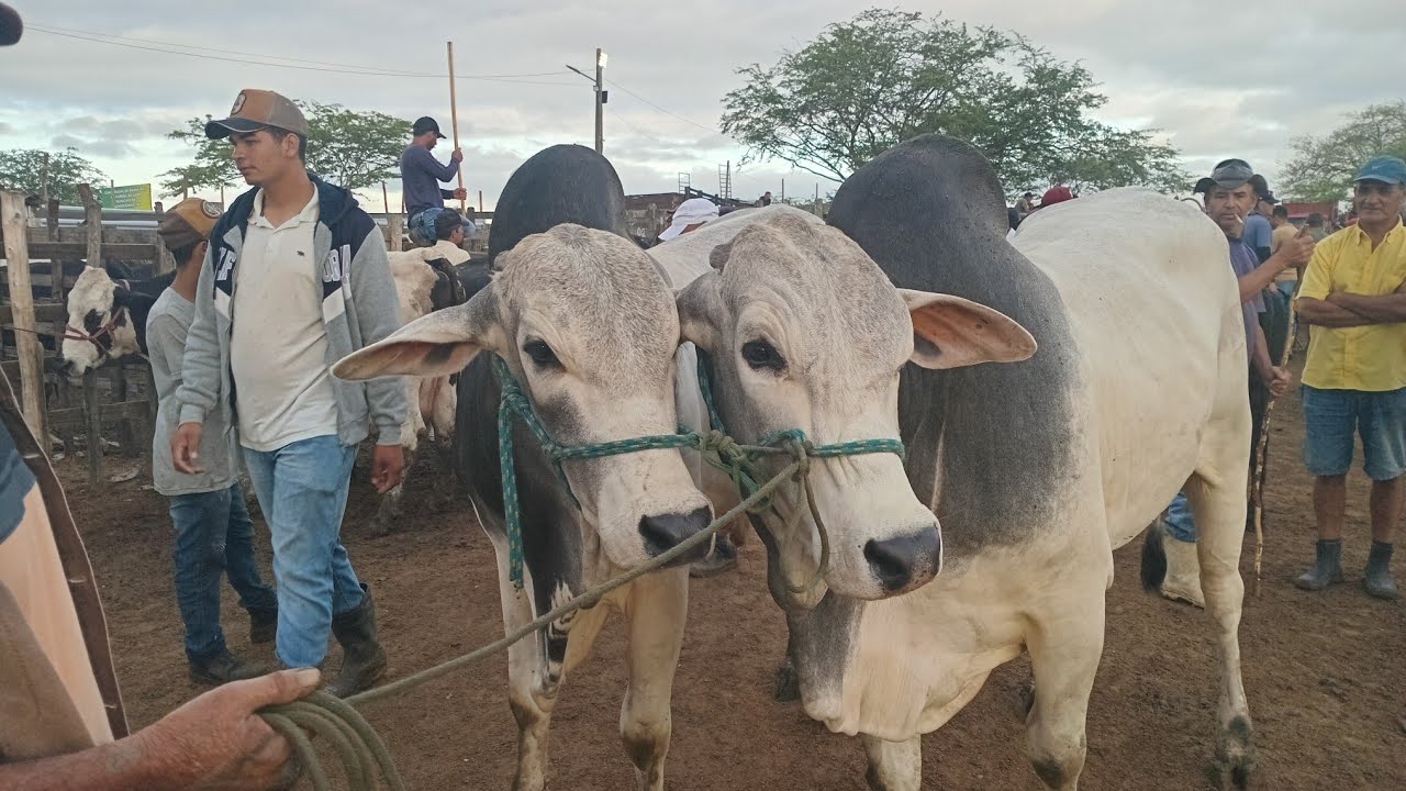 JUNTA DE BOIS DE 27 ARROUBA NA FEIRA DE CACHOEIRINHA_PE 05_03_2026 