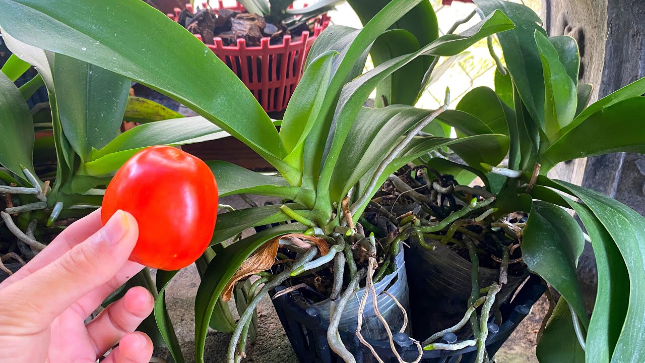Super Rooting, Good Green Orchids and Long Lasting Flowers
