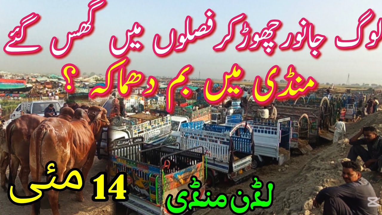 Ab mandi main bhi drone ka khetra gounjena lega || @Luddanmandipk || yai ayek or khouf