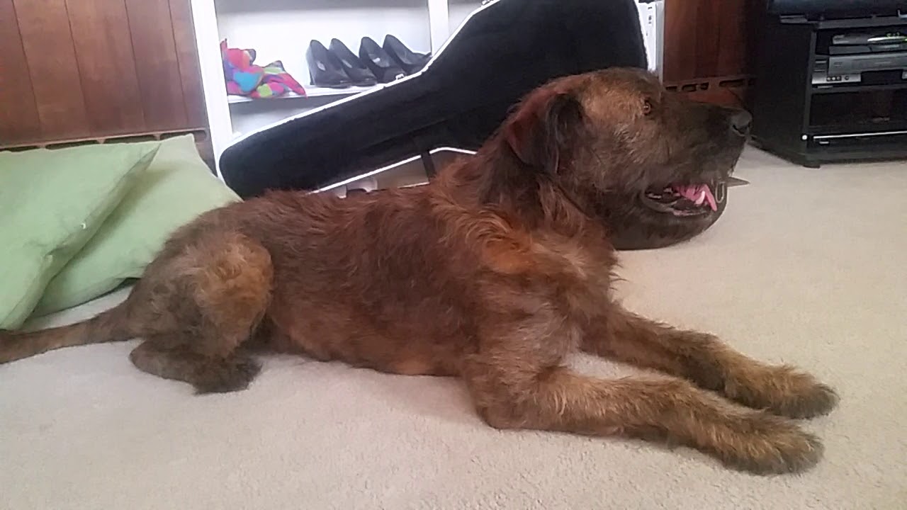 BROWNIE SONG (Day version) - My Dog Got Out