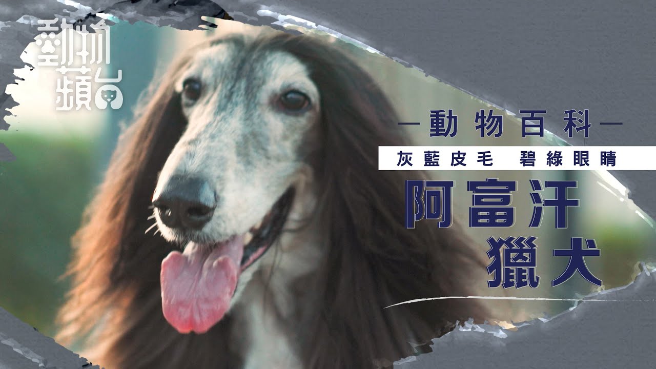 狗界笨蛋阿富汗獵犬學嘢特別慢 打理毛髮洗澡要花6小時 #動物百科 #動物蘋台