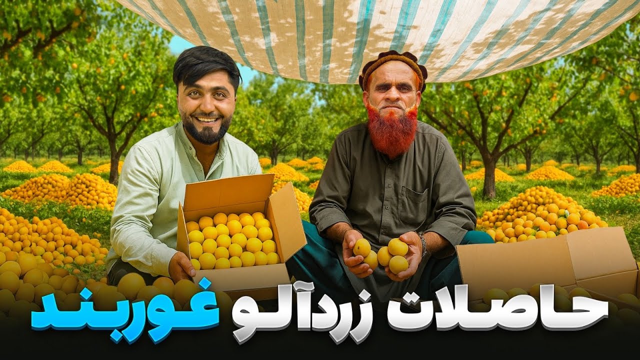 گزارش ویژه فهیم افکار از جمع آوری حاصلات زردآلوی بزرگترین باغ در دره غوربند