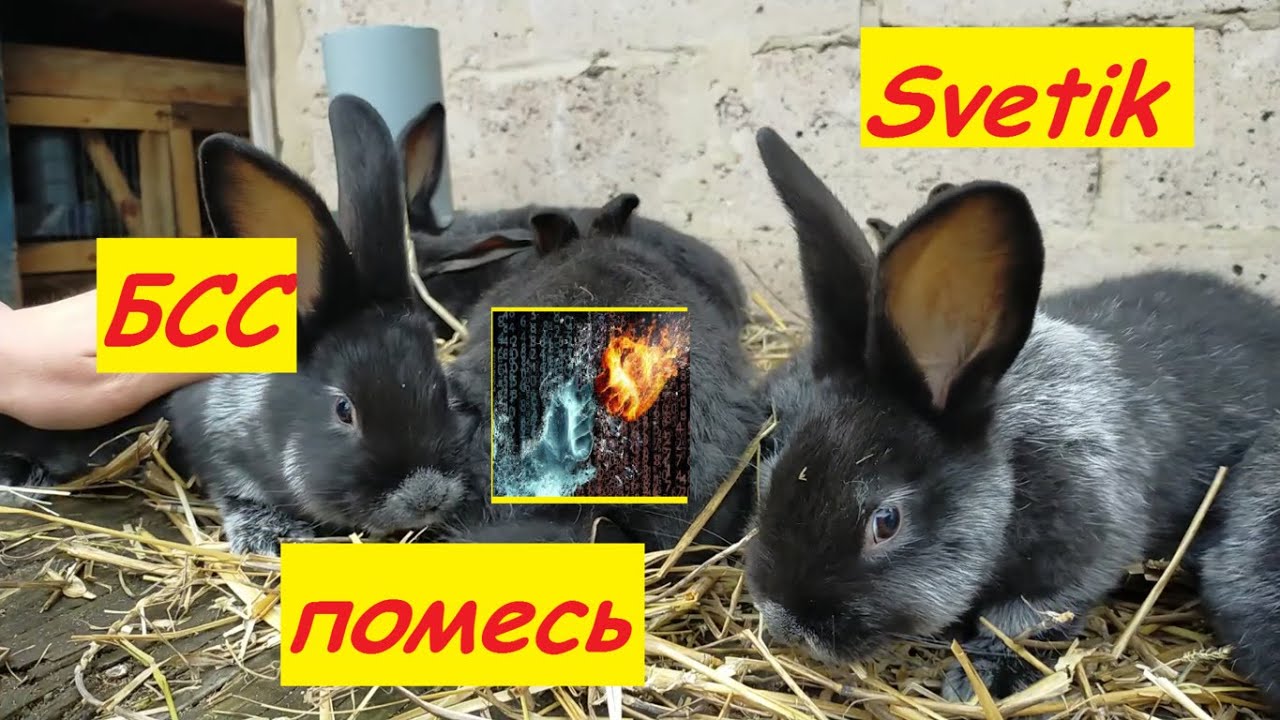 КРОЛИКИ//БОЛЬШОЕ СВЕТЛОЕ СЕРЕБРО (БСС) ПРОТИВ ПОМЕСИ полтавское серебро