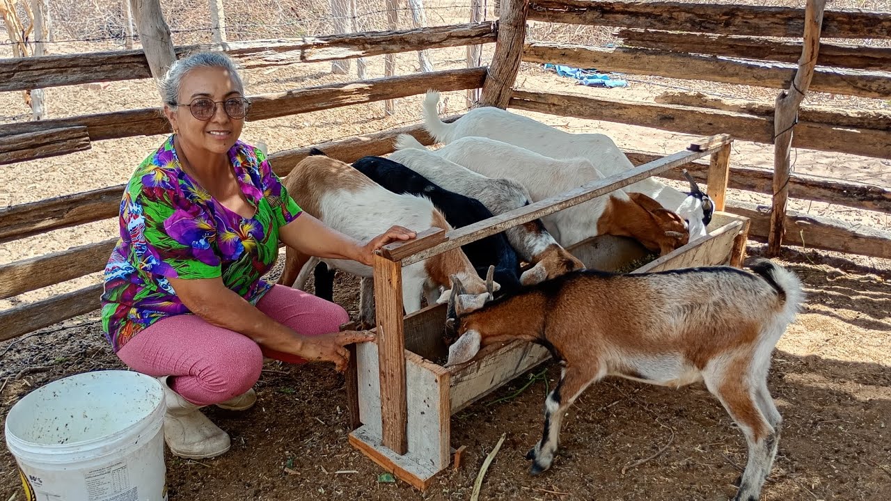 CUIDANDO DA MINHA CRIAÇÃO DE CABRAS | A LIDA NO SÍTIO 