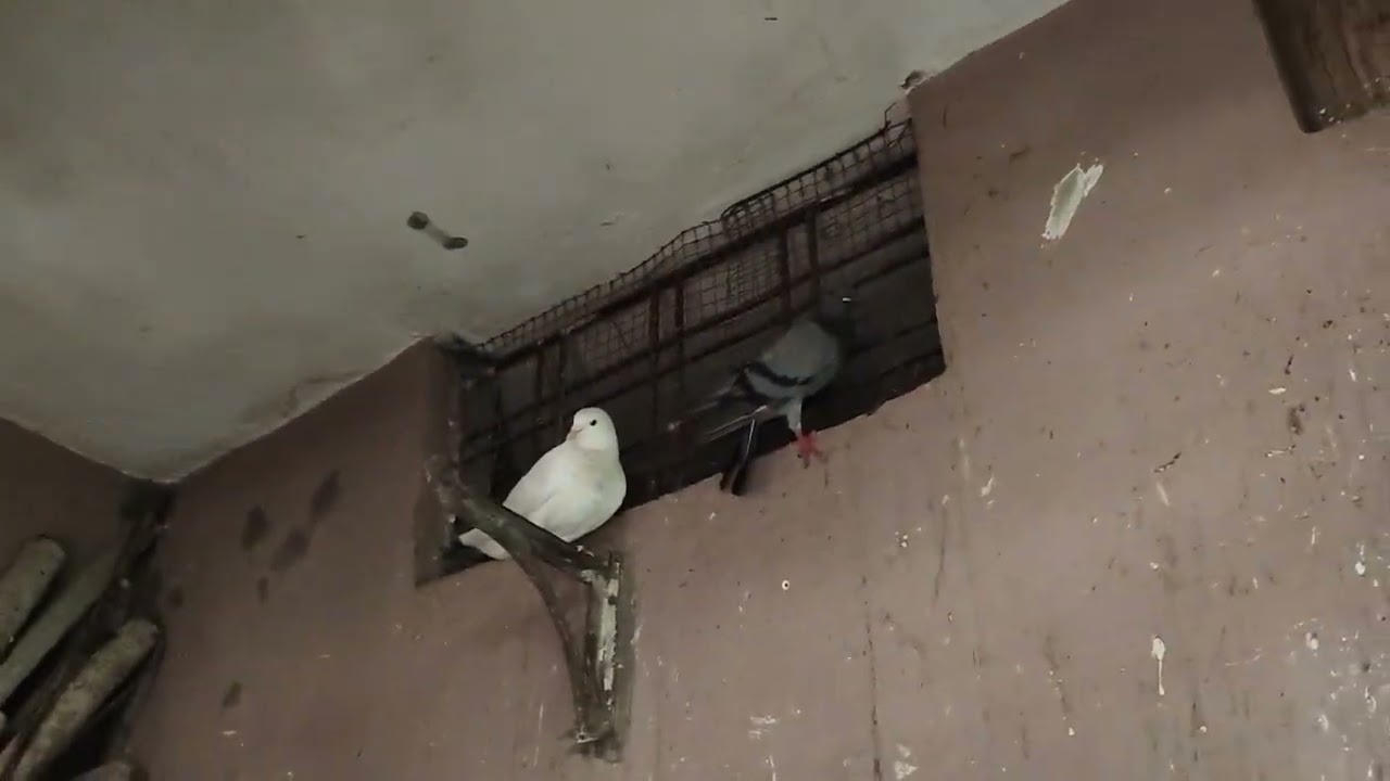 Clean My Loft Today And Update My Pigeons //Pigeons Vlog //Kabutar //Ek Kabutar Ka Baccha Gayab Hai