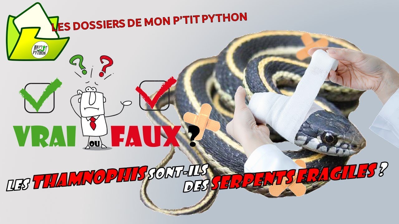 Les THAMNOPHIS sont-ils des SERPENTS FRAGILES? VRAI ou FAUX?