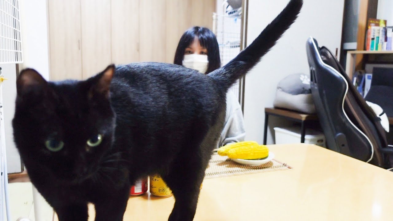 猫と晩酌！夏の川遊び、自家製キムチと珍しい地ビールと酔っぱらいクッキング！