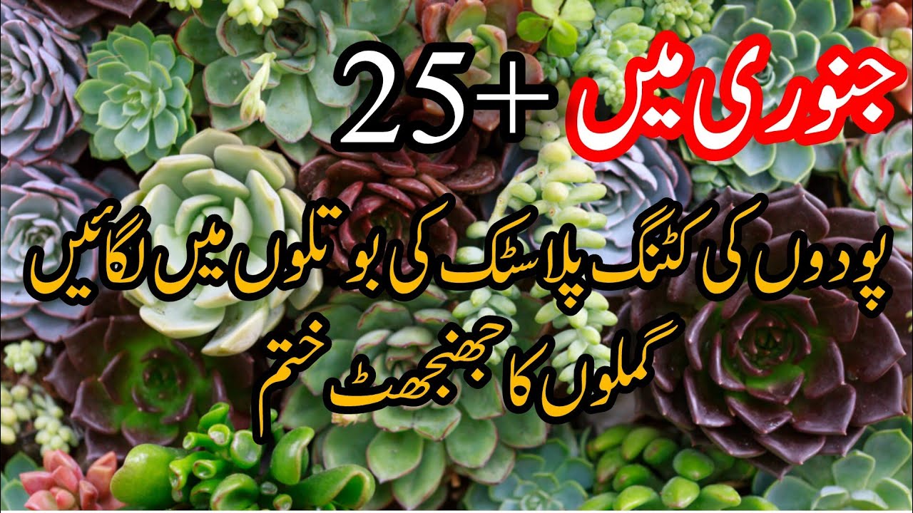 How to grow permanent plants cuttings in plastic bottles.25+ permanent plants grow from cuttings .