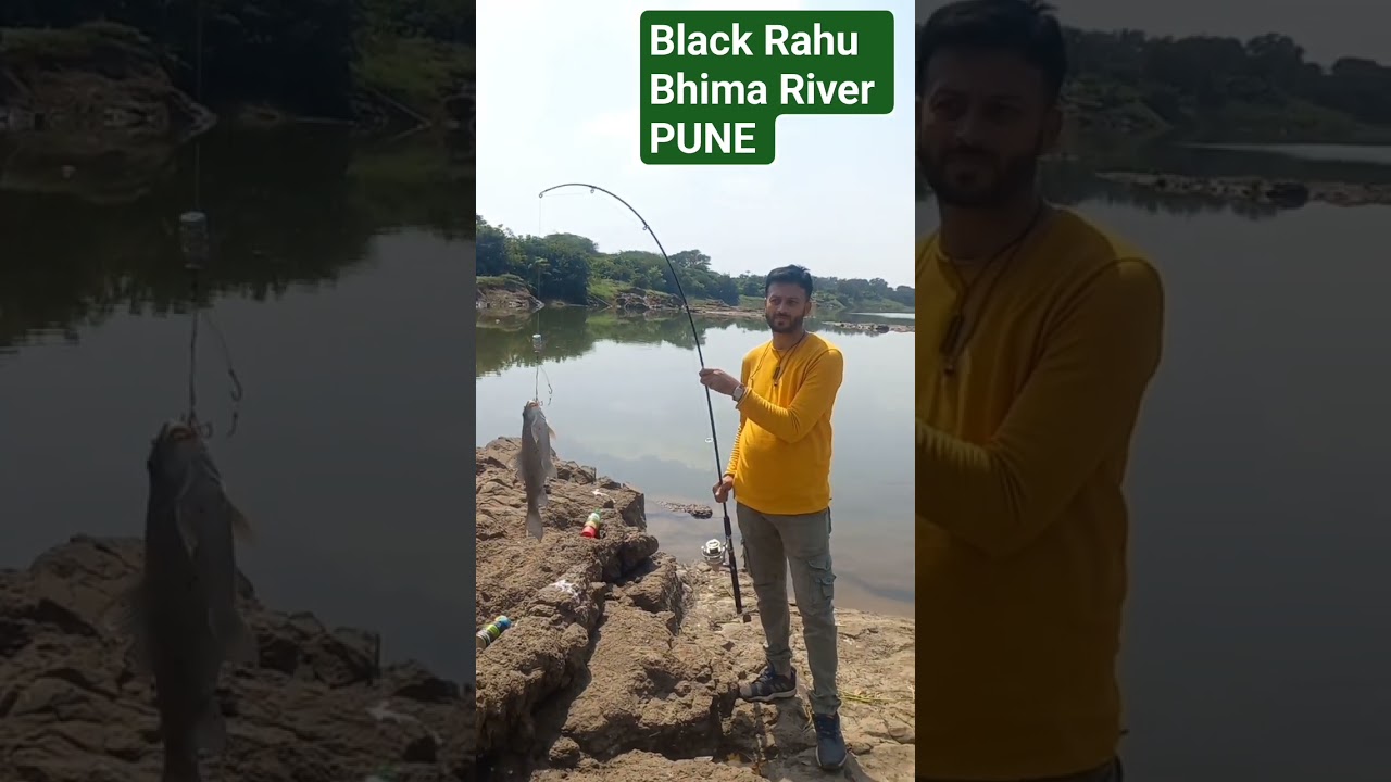 Bhima River #Black Rahu # Pune  Fishing # Monster Fish #Carp Fishing
