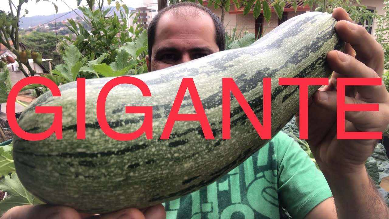 COMO PLANTAR ABÓBORA EM VASO