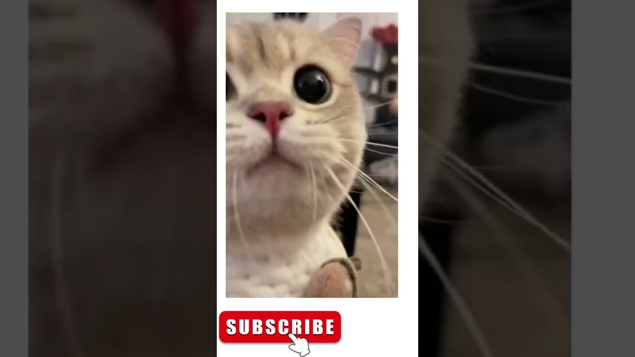 Funny Cat Viral Compilation Shorts :) :)
