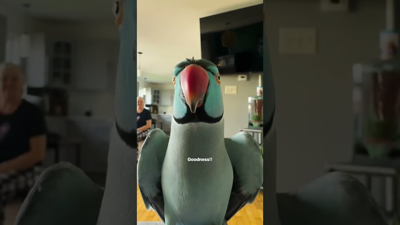 Post Bath Energy 💅🏼 #parrot #cute  #birds #talkingparrot #funny