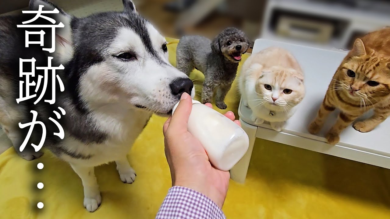 一口もごはんを食べないのでミルクをあげてみた結果...