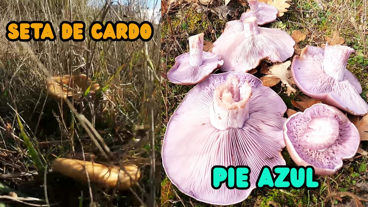 ¡Descubrimiento Increíble! | Cómo Encontrar Setas de Cardo y Pie Azul Fácilmente