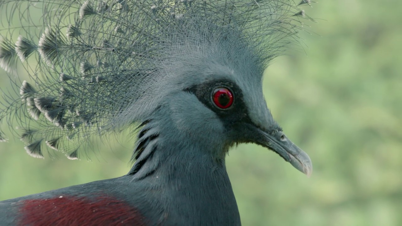 Victoria Crowned Pigeon