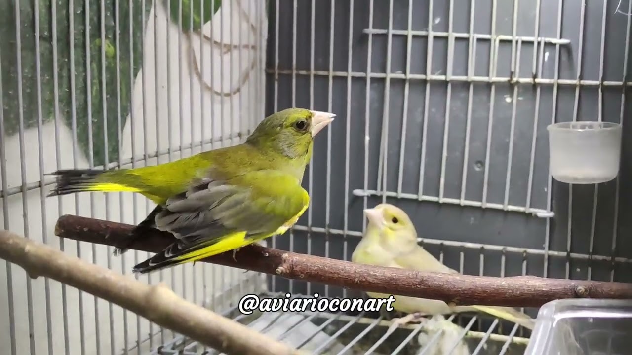 verderón puro campero vs verderona Isabela 2