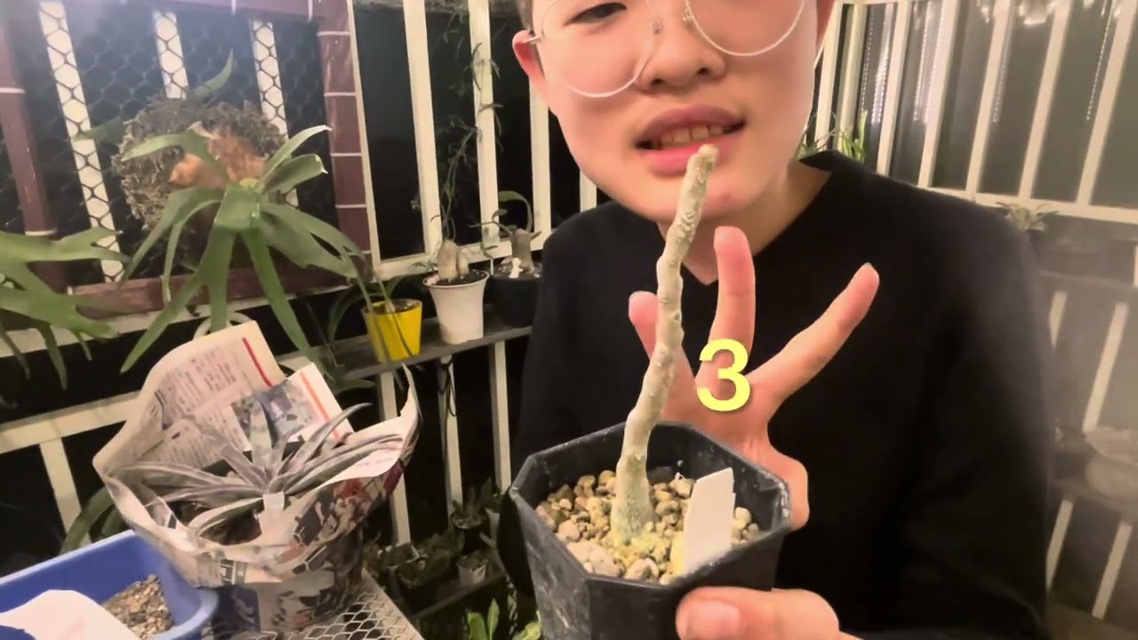 寒假開始的第一個禮物，希望可以有第二個第三個第…很多很多個￼，#小小塊玏：#￼月光#塊根 #塊根植物 #plants #石膏琉桑#珊莎琉桑￼