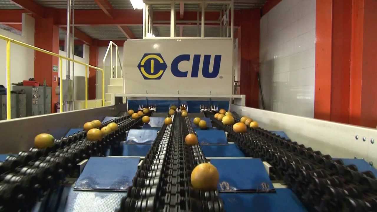 CIU - CLASIFICADORA DE NARANJA